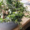 Lechuza Cubeto Stone - ciotola tonda per fiori da interno/esterno