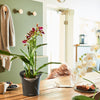 Lechuza Orchidea - vaso moderno tondo per orchidee da interno