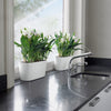 Lechuza Delta Premium - vaso ovale per orchidee o piccole piante da interno