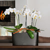 Lechuza Delta Premium - vaso ovale per orchidee o piccole piante da interno