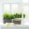 Lechuza Delta Premium - vaso ovale per orchidee o piccole piante da interno
