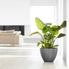 Ecopots Antwerp - vaso tondo basso da interno/esterno