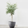 Ecopots Antwerp - vaso tondo basso da interno/esterno