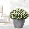 Ecopots Antwerp - vaso tondo basso da interno/esterno