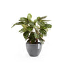 Ecopots Antwerp - vaso tondo basso da interno/esterno