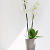 Ecopots Morinda - vaso alto per orchidee da interno