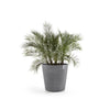 Ecopots Amsterdam Wheels - vaso tondo con rotelle da interno/esterno