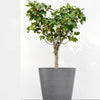 Ecopots Amsterdam Wheels - vaso tondo con rotelle da interno/esterno