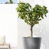 Ecopots Amsterdam - vaso tondo basso da interno/esterno