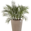 Ecopots Amsterdam Wheels - vaso tondo con rotelle da interno/esterno