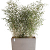 Ecopots Paris Wheels - fioriera rettangolare lunga e alta da interno/esterno