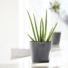 Ecopots Amsterdam Mini - vaso tondo da interno
