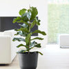 Ecopots Oslo - vaso tondo basso da interno/esterno