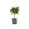 Ecopots Sottovasi tondi