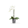 Ecopots Morinda - vaso alto per orchidee da interno