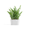 Ecopots Tokyo - vaso per orchidee ovale da interno/esterno
