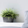 Ecopots Tokyo - vaso per orchidee ovale da interno/esterno