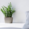 Ecopots Tokyo - vaso per orchidee ovale da interno/esterno