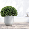 Ecopots Oslo - vaso tondo basso da interno/esterno