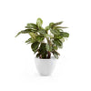 Ecopots Antwerp - vaso tondo basso da interno/esterno