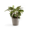 Ecopots Amsterdam - vaso tondo basso da interno/esterno