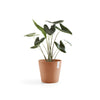 Ecopots Amsterdam - vaso tondo basso da interno/esterno