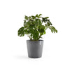 Ecopots Amsterdam - vaso tondo basso da interno/esterno