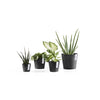 Ecopots Amsterdam Mini - vaso tondo da interno