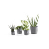 Ecopots Amsterdam Mini - vaso tondo da interno