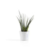 Ecopots Amsterdam Mini - vaso tondo da interno