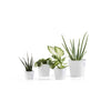 Ecopots Amsterdam Mini - vaso tondo da interno