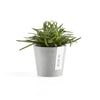 Ecopots Amsterdam Mini - vaso tondo da interno