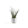 Ecopots Amsterdam Mini - vaso tondo da interno