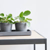 Ecopots Sottovasi rettangolari per mini vasi