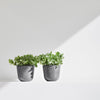 Ecopots Oslo Mini - vaso tondo da interno