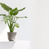 Ecopots Oslo Mini - vaso tondo da interno
