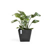 Ecopots Rotterdam - vaso quadrato basso da interno/esterno