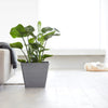 Ecopots Rotterdam - vaso quadrato basso da interno/esterno