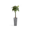 Ecopots Rotterdam High - vaso quadrato alto da interno/esterno